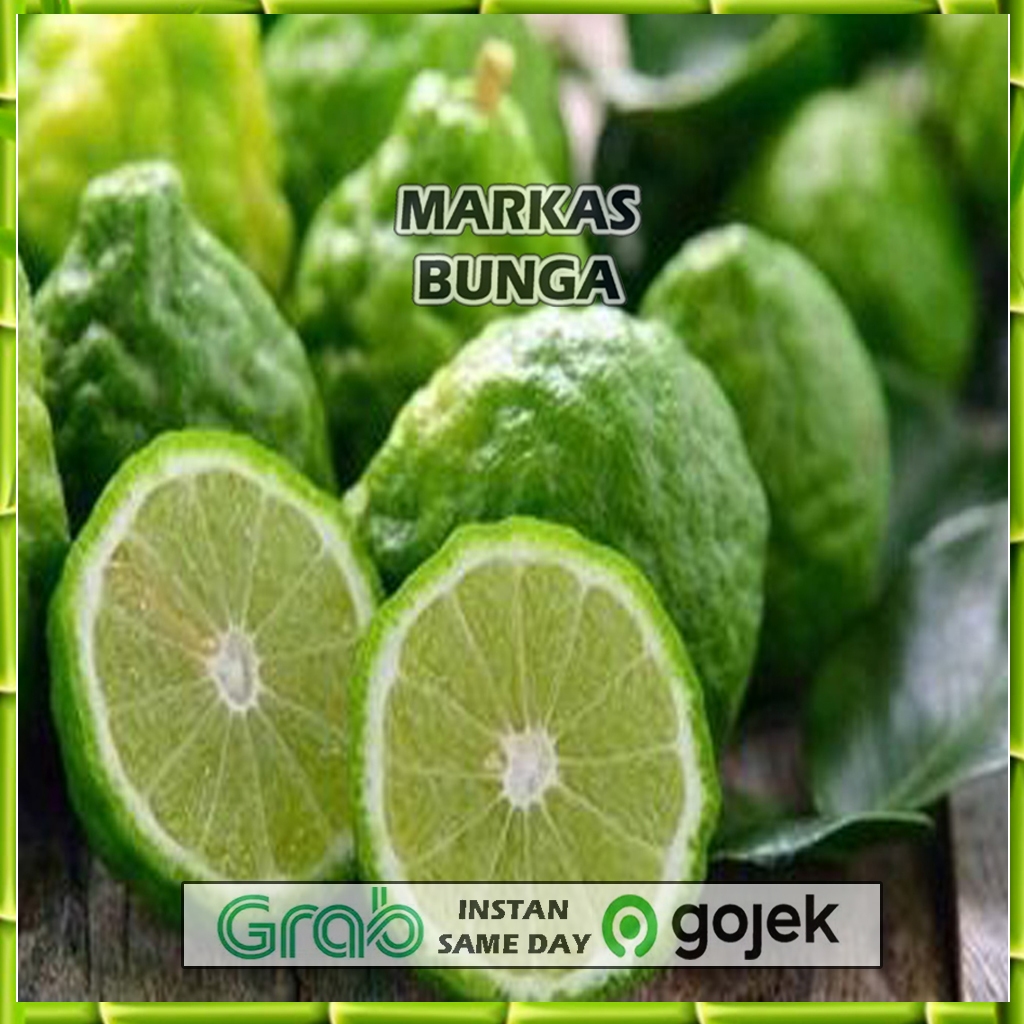 

jeruk purut fresh jantan/betina