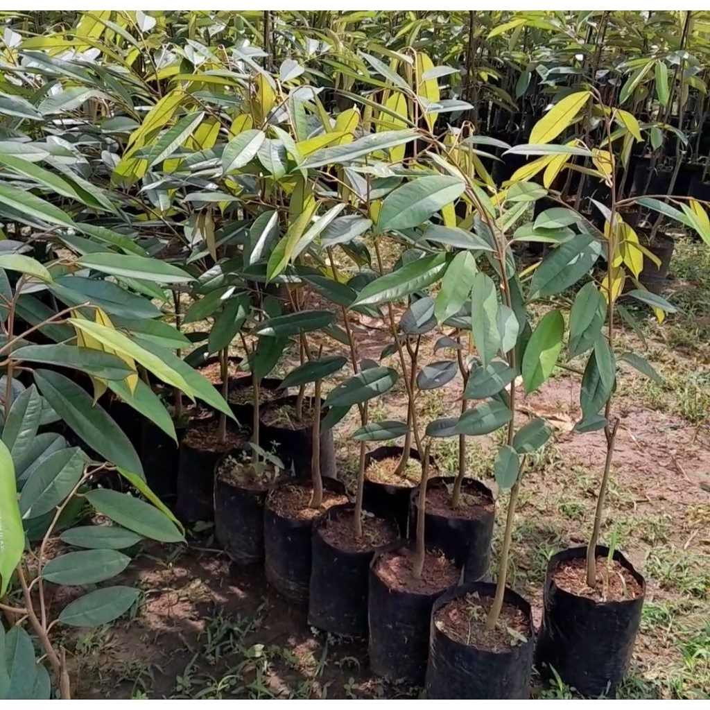 

Bibit Durian D24 Malaysia Hasil Okulasi Indukan Cepat Berbuah