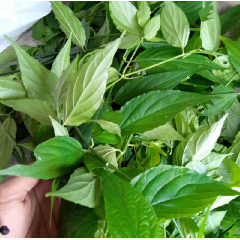 

Daun Dandang Gendis Obat Diabetes Segar 500gram