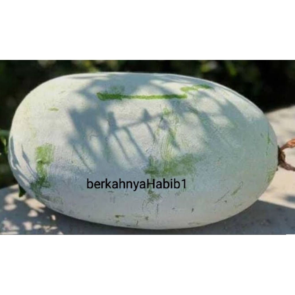 

Buah Kundur berat 2kg bisa lebih / Buah Bligo / Winter Melon bisa buat manisan dan juga obat serta promil