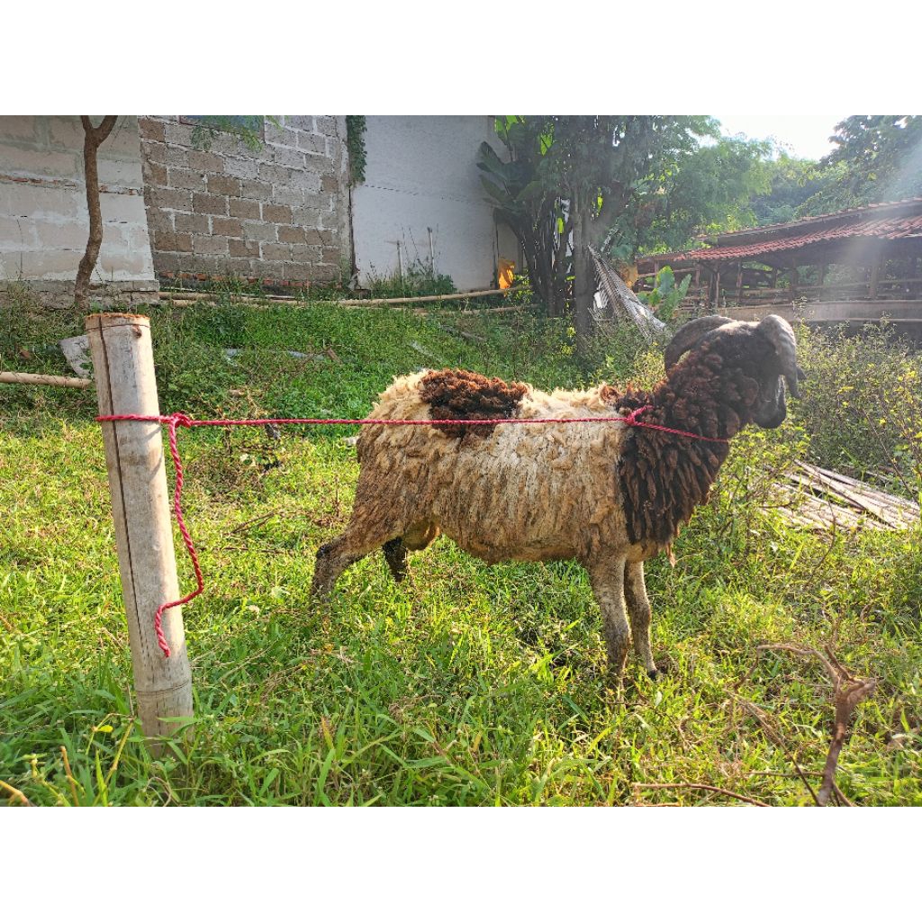 hewan qurban dan aqiqah