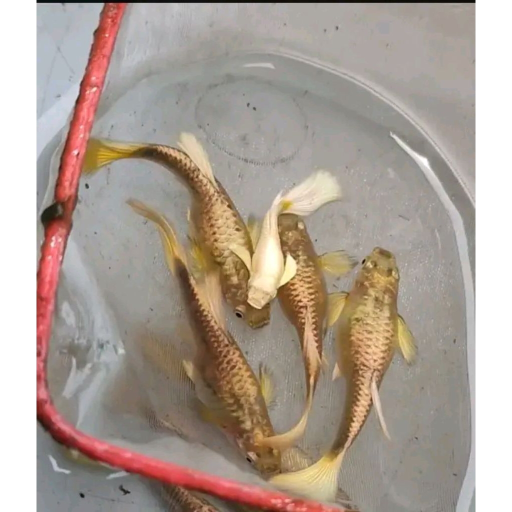 Guppy full gold lokal jantan dan betina