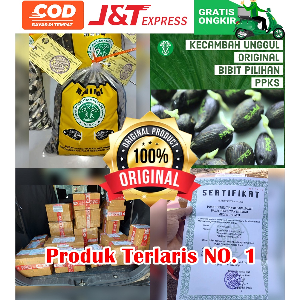 KODE S79Z PPKS DxP Marihat Unggul Bibit Sawit Sertifikat