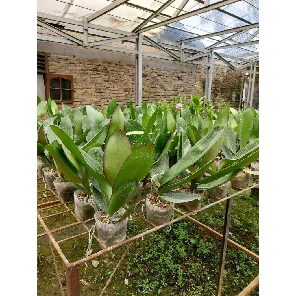 ( BISA COD ) PROMO Anggrek Bulan JUMBO PASCA BUNGA / Tanaman Hias Anggrek Bulan Bunga Hias Anggrek