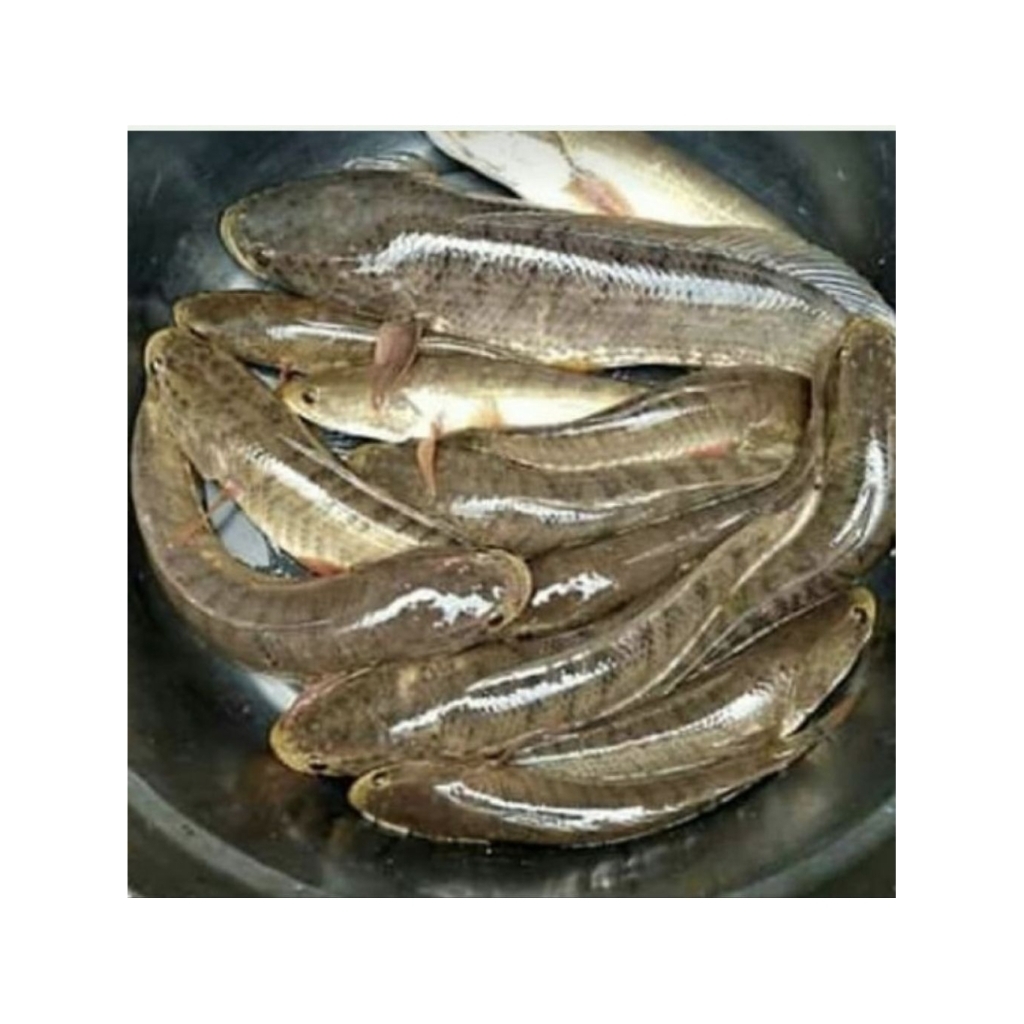 

kan Gabus/Segar/Konsumsi 1Kg | kan Segar | | Pasar Induk Pekanbaru #Harga_Grosir