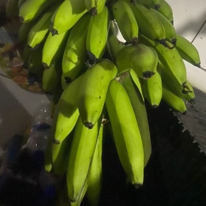 

Buah Pisang Mentah FLT 500 Gram Pisang Bangkaulu