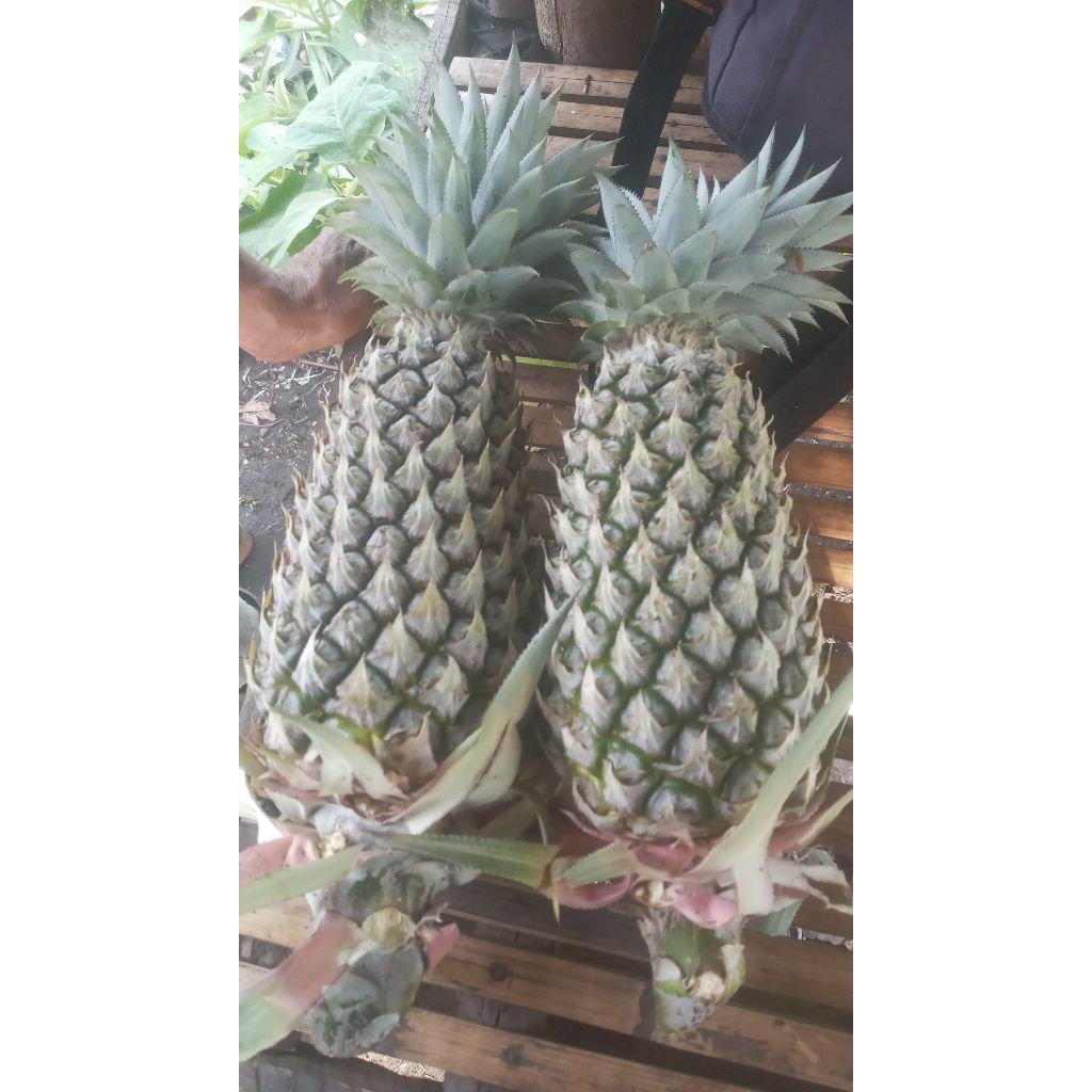 

nanas