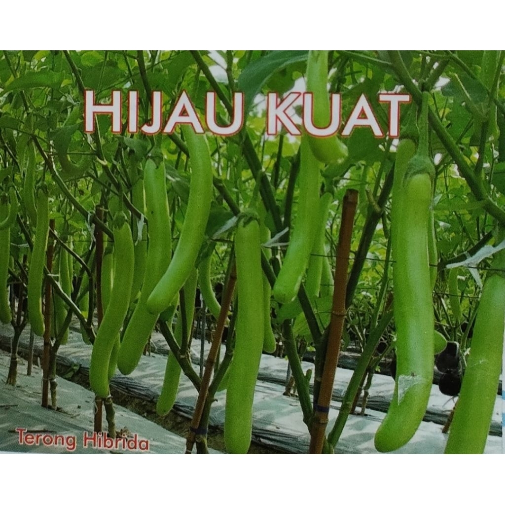 Baymarkeet Benih Terong Hijau Hibrida Hijau Kuat 5 Gram