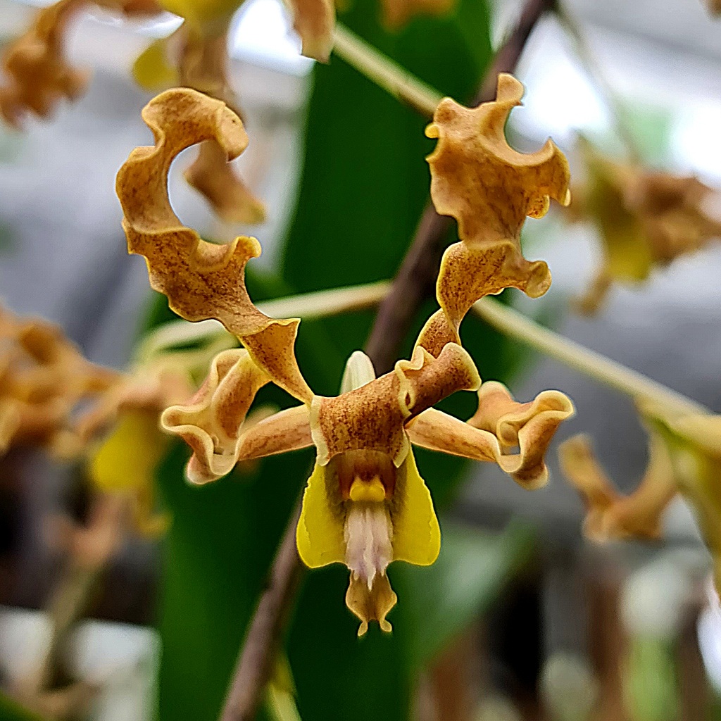 Dendrobium Discolor