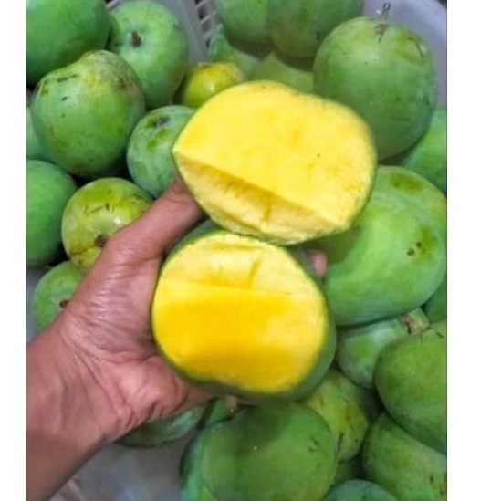 

Mangga Mardi
