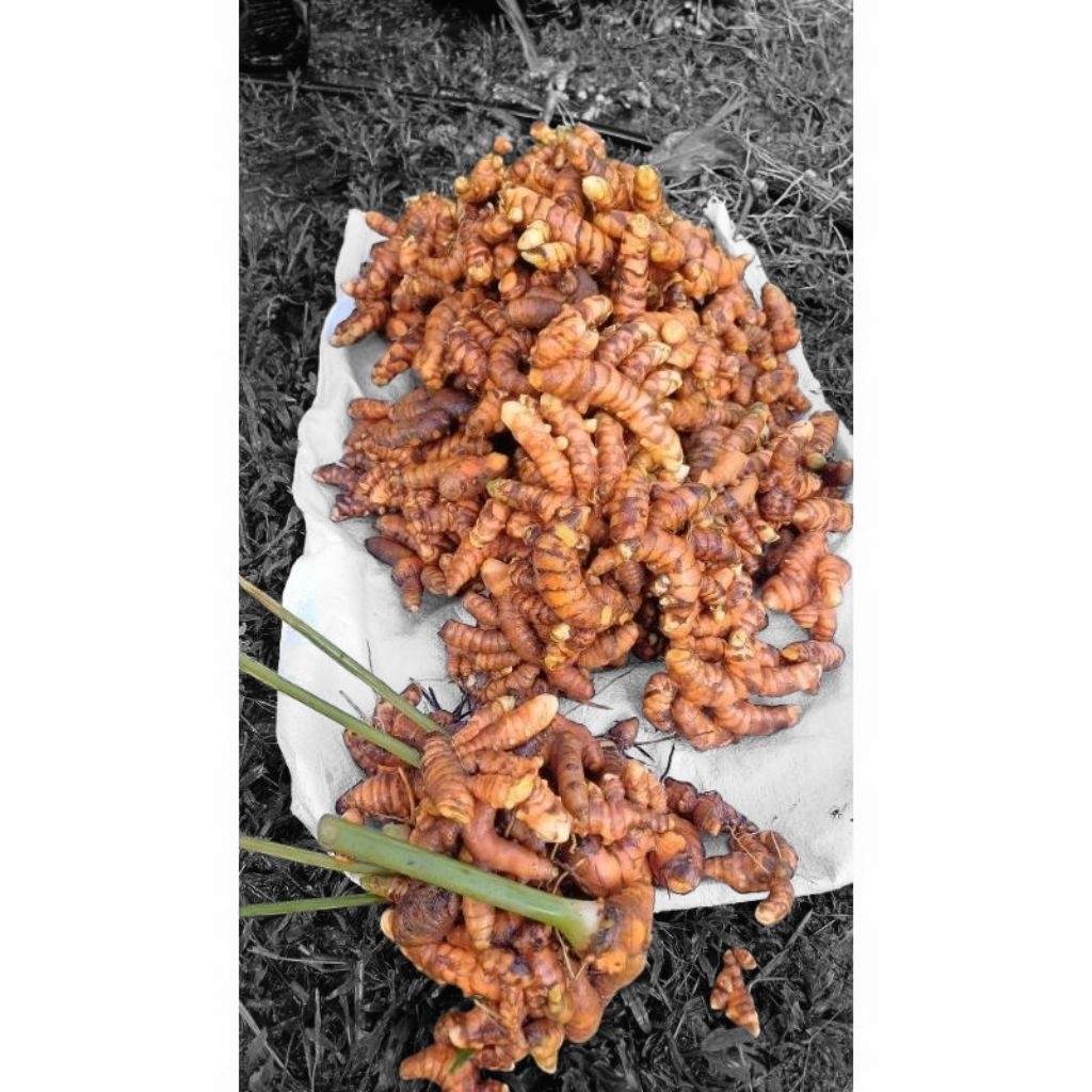 

Kunyit Segar SUPER 1 kg BISA (COD)