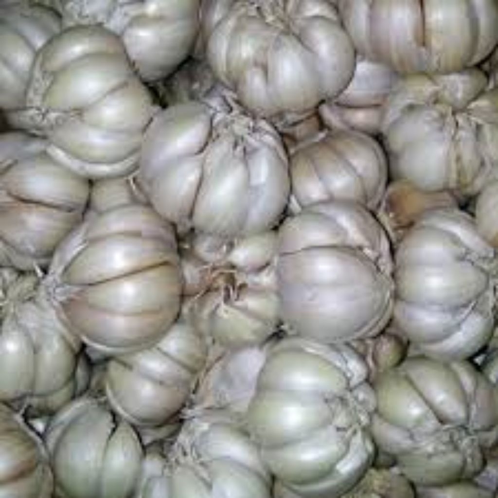 

Bawang Putih Honan 1kg Fresh