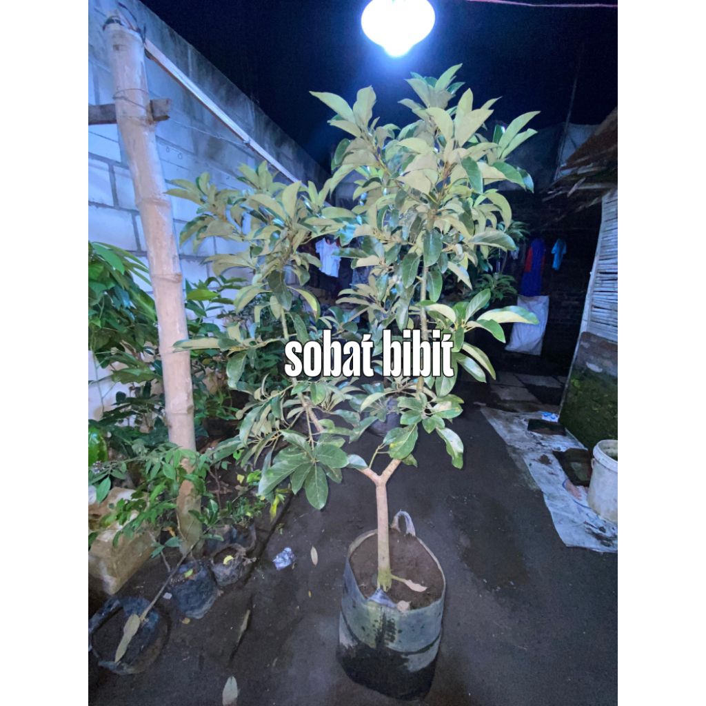 LIVE - ALPUKAT ALIGATOR SIAP DI BUAHKAN