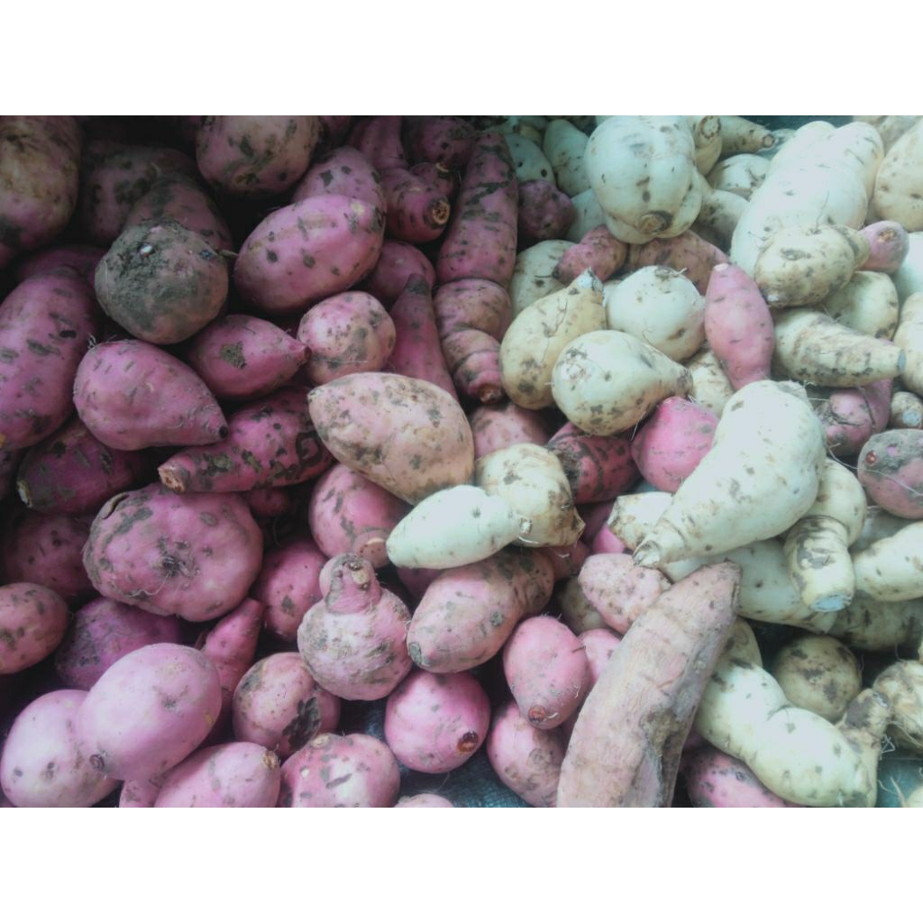 

Ubi jalar merah putih fresh ukuran kecil sedang besar per 1kg