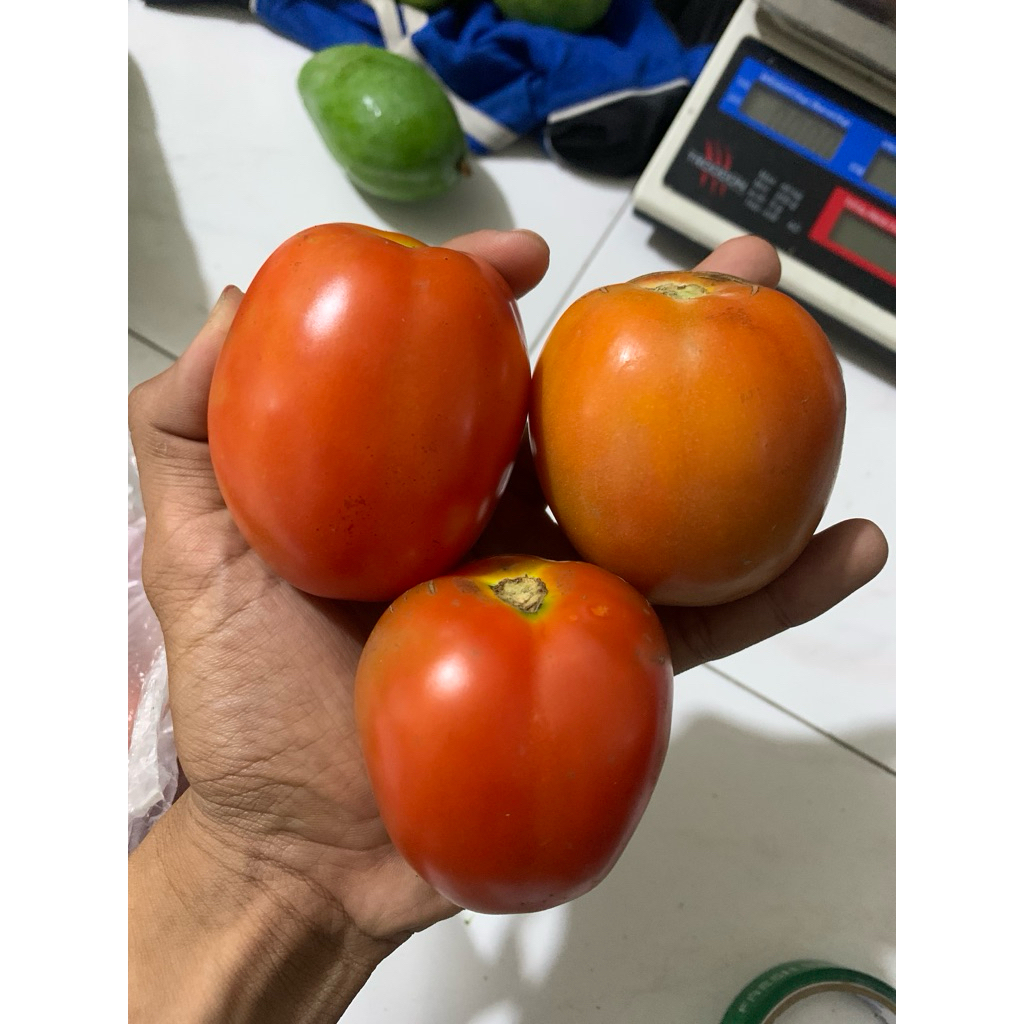 

Tomat Buah - 500gram