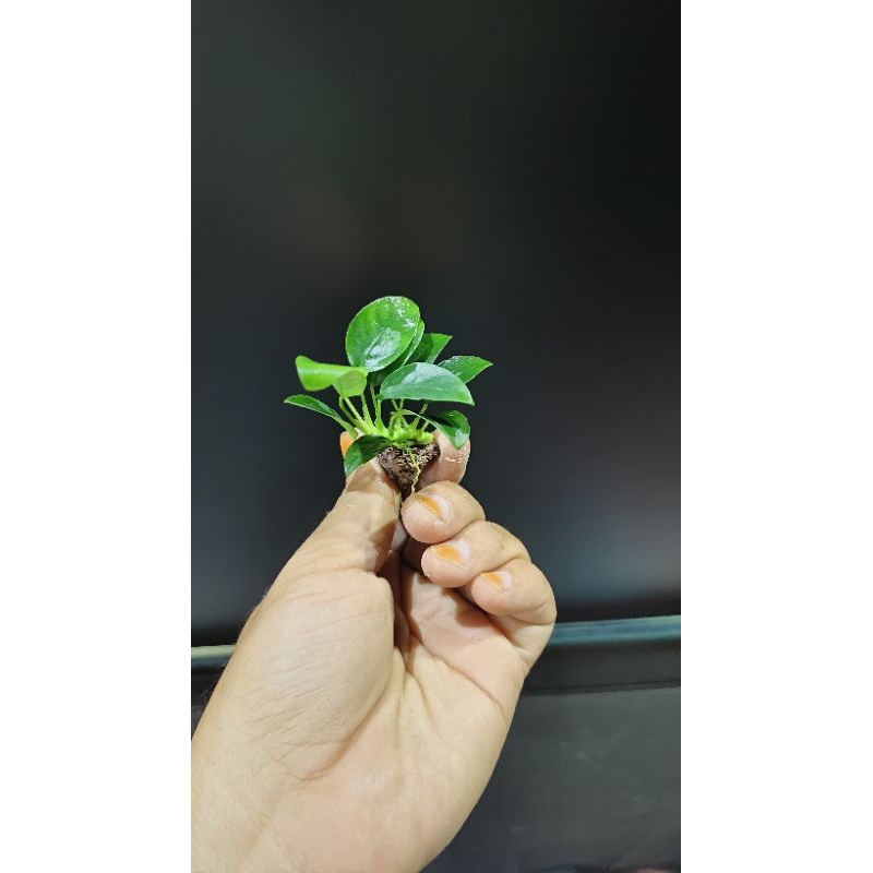 tanaman aquascape anubias petit