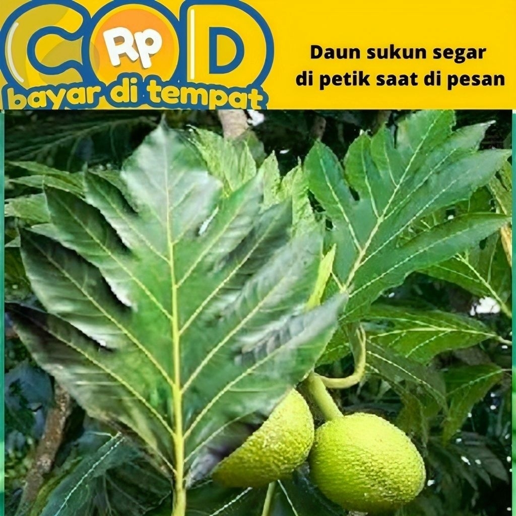 

Daun sukun Fresh 1kg