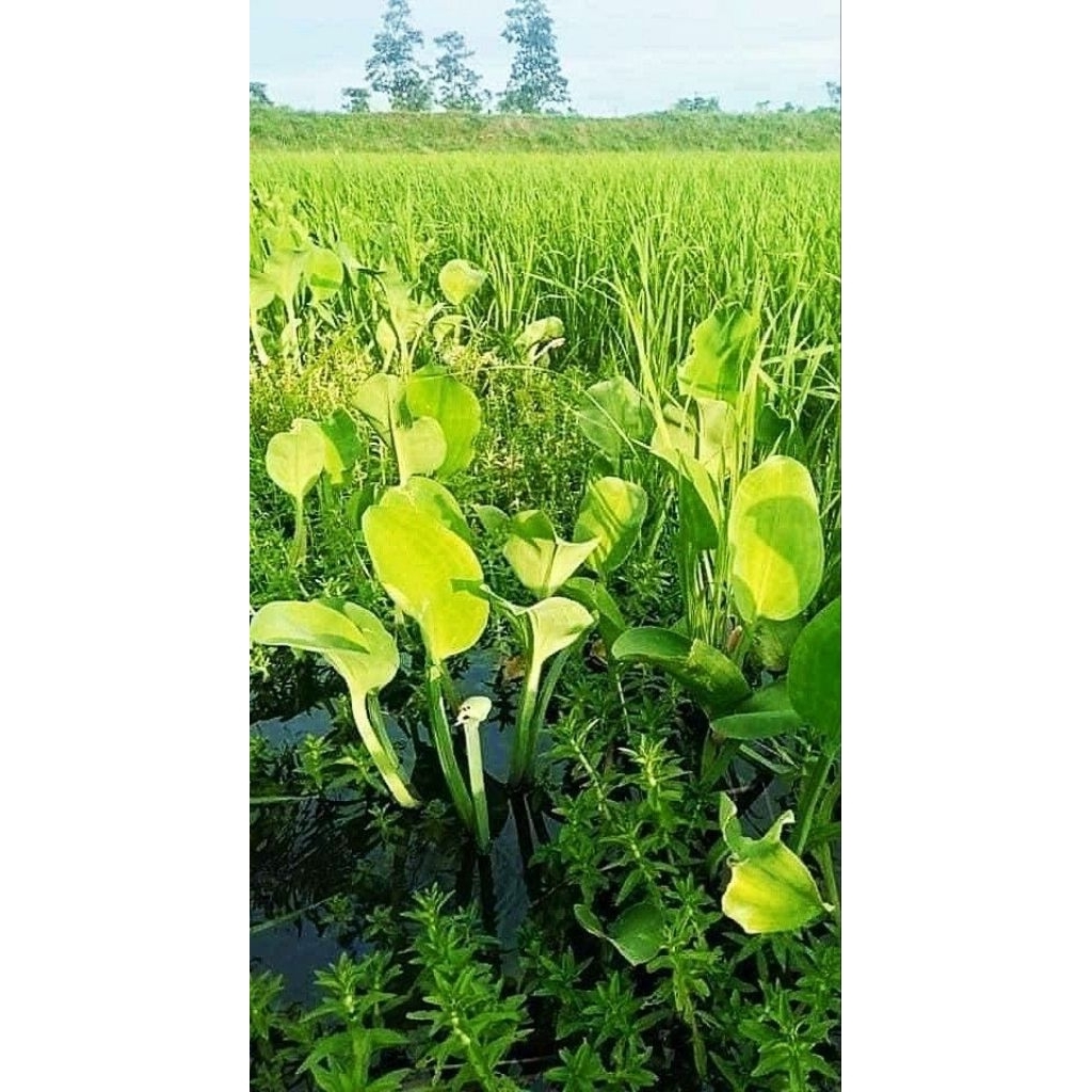 

tumbuhan genjer,sayur genjer lalapan/3.000 per ikat