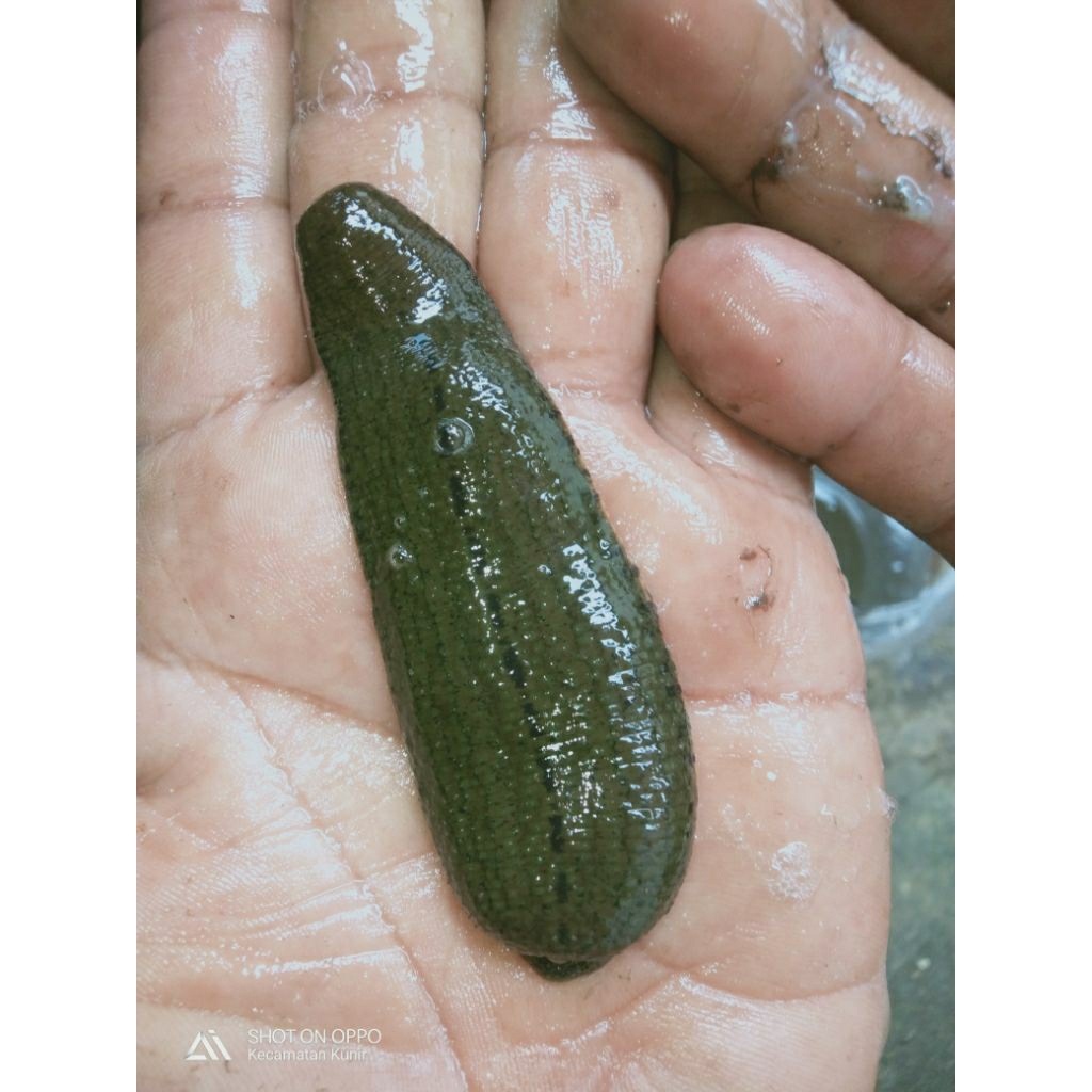 lintah terapi ukuran besar jumbo