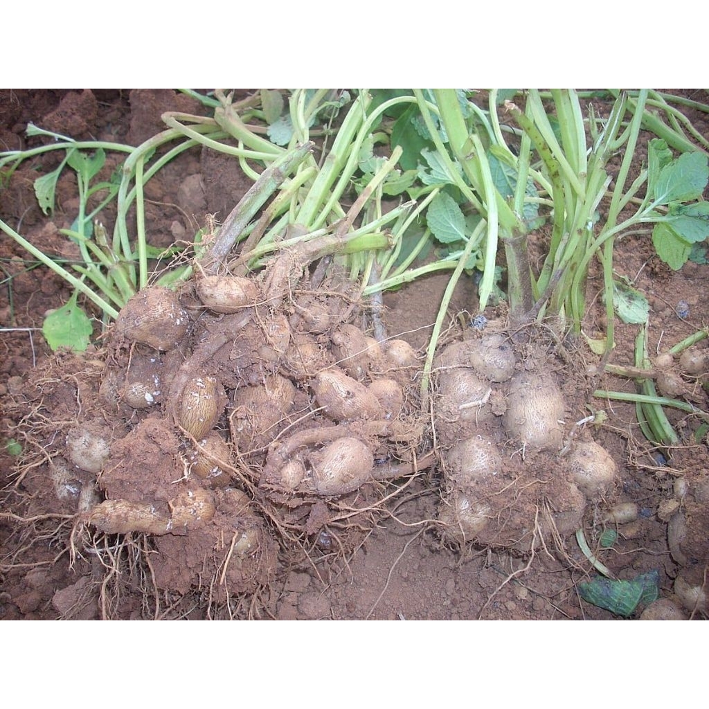 

Kentang hitam segar 1 kg