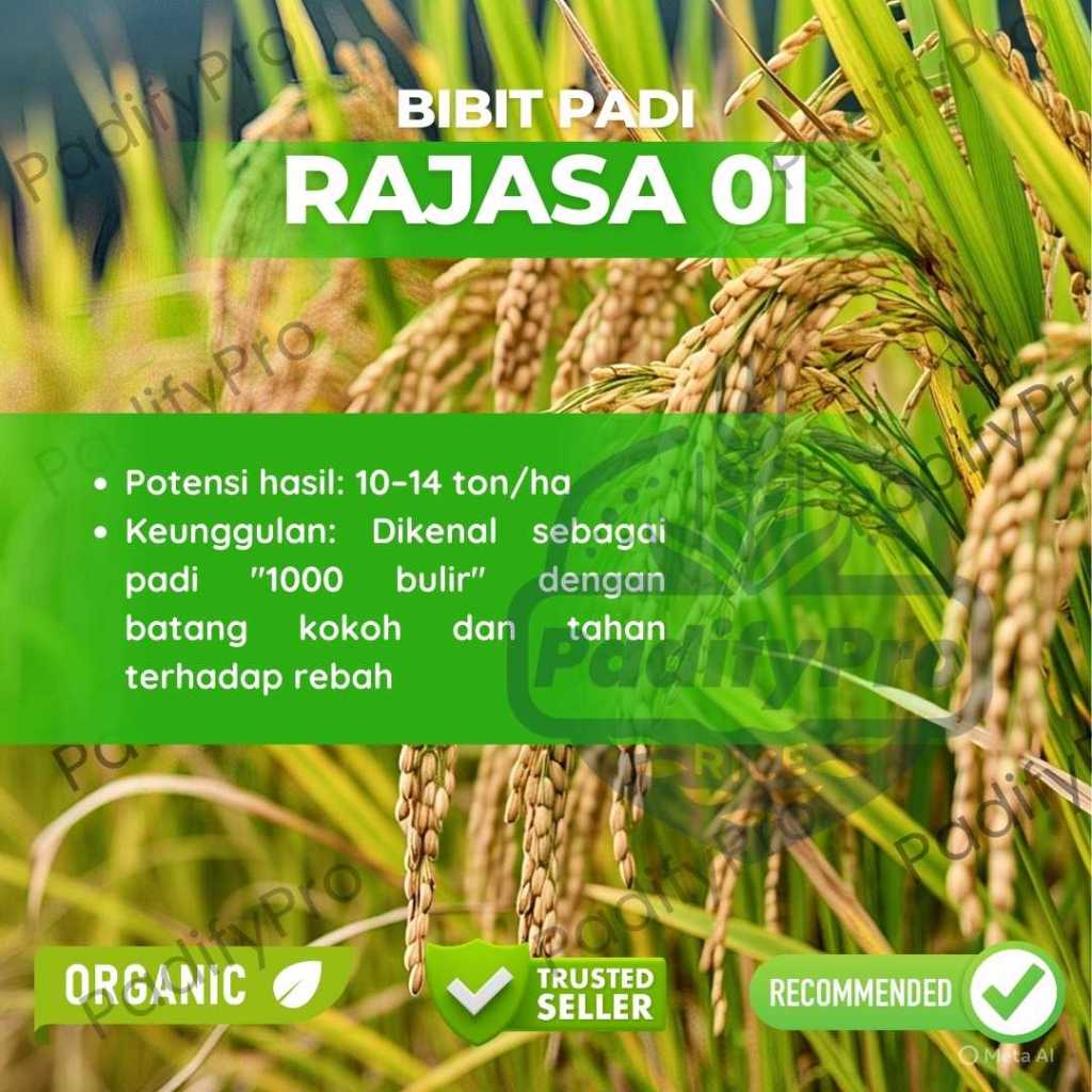 

Bibit Padi Rajasa 01 | Umur Genjah ±105 HST | Hasil Tinggi & Tahan Wereng