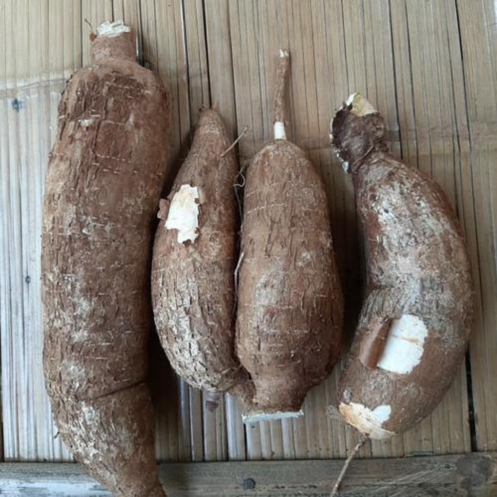

Singkong racun/singkong sapi kuru/kerikil 500gram anti kanker