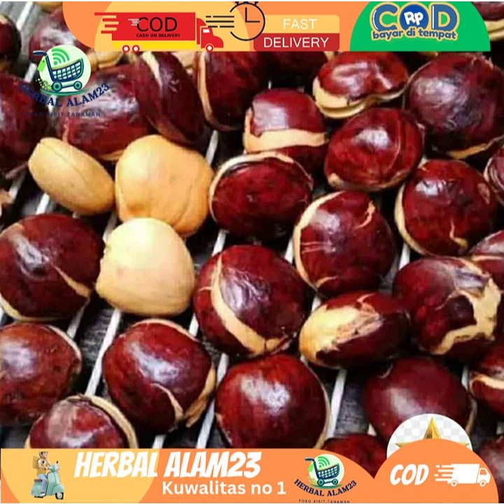 

Jengkol Tua Mentah 1kg Fresh Pulen Besar