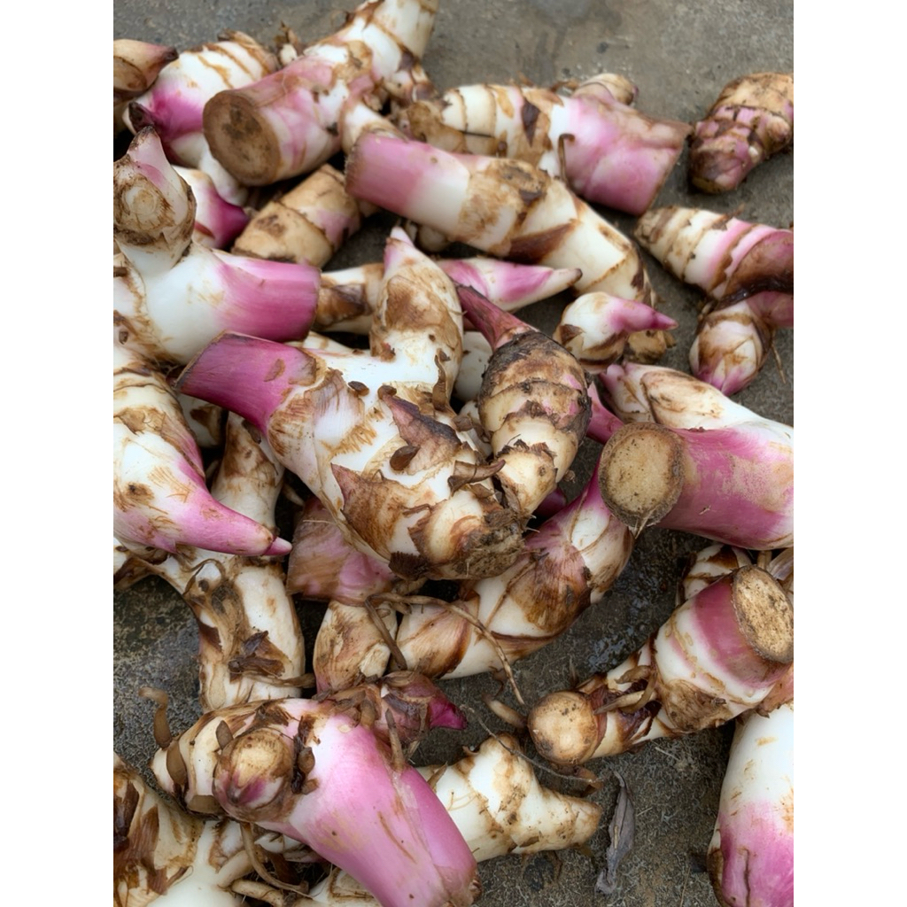 

Buah ganyong/ganyol segar alami panen langsung paket per 500grm