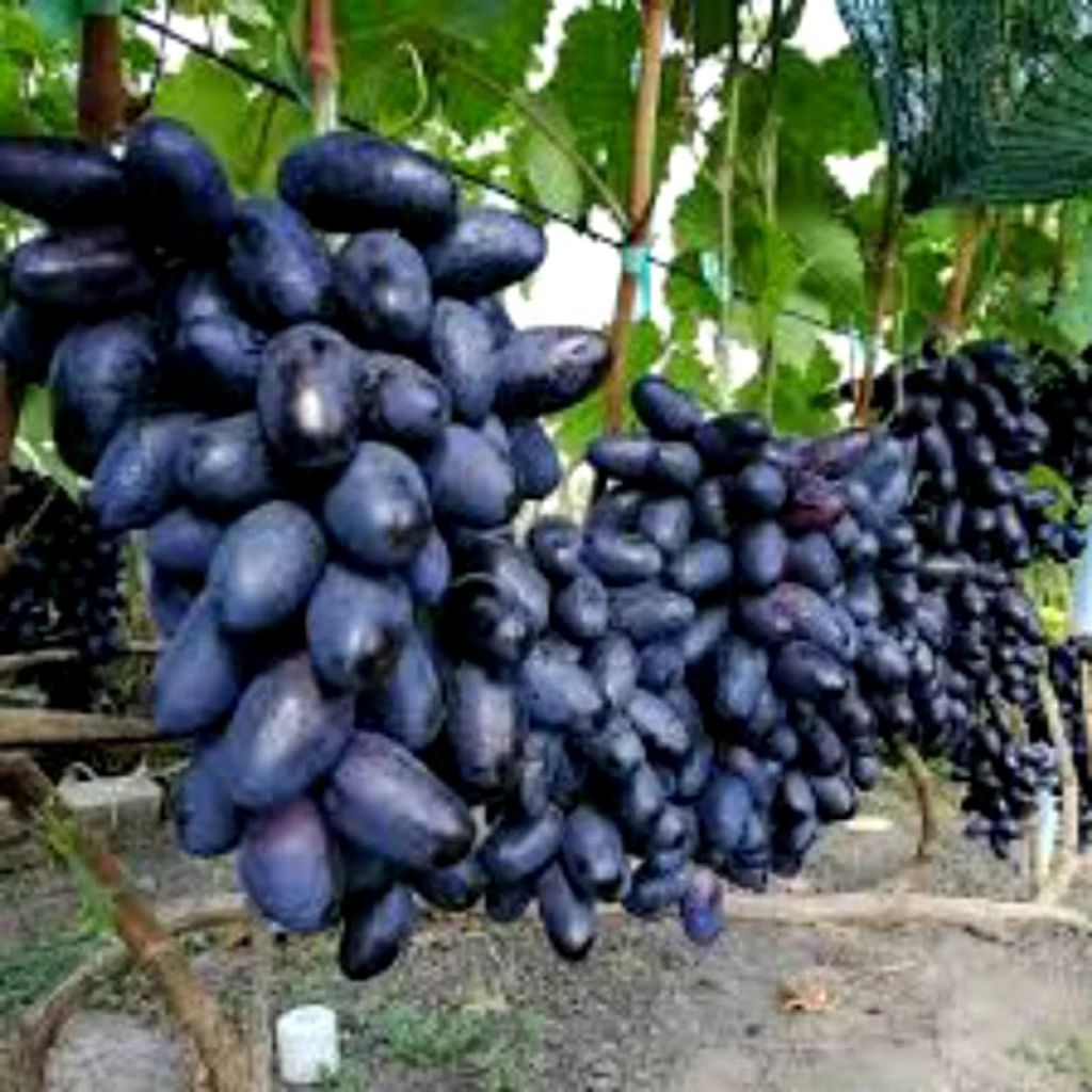 Teh_Teh Maniez Bibit Anggur Import Gozv Asli Sangat Genjah Grafting Bergaransi Jamin Valid