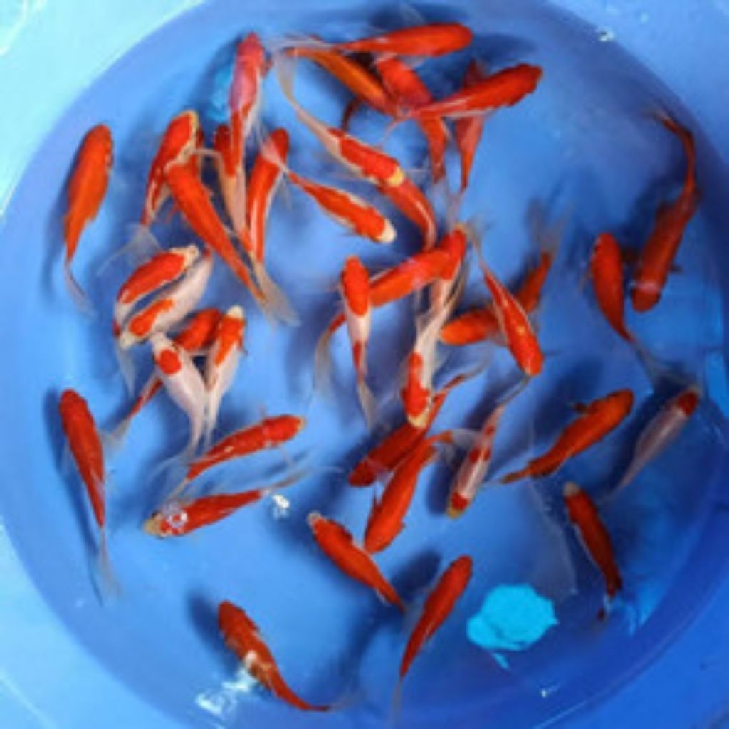 HIASAN KOLAM IKAN KOMET SLAYER