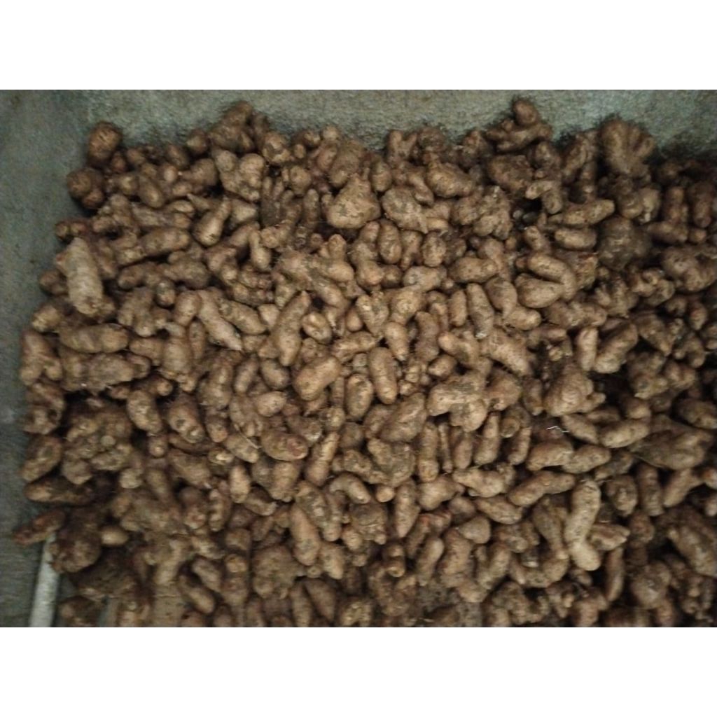 

Umbi Gembili fresh 1 kg
