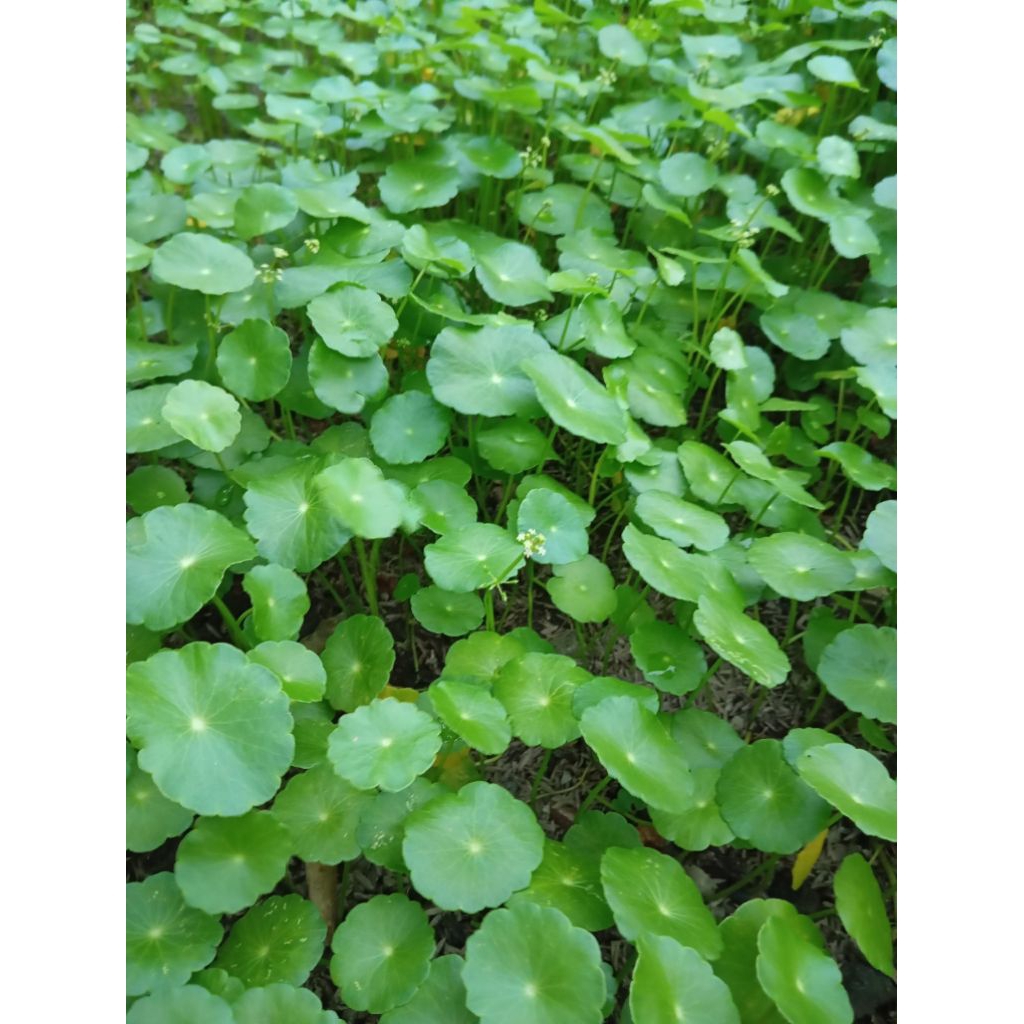 

Daun antanan pegagan air 100 gr