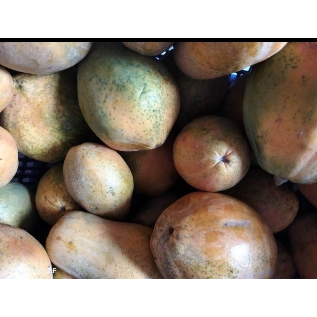 

Pepaya Hawai Asli (1kg)