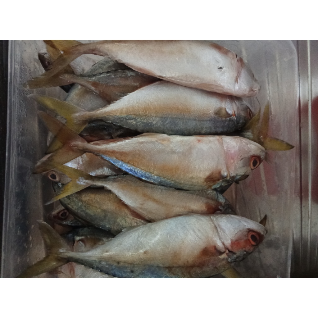 

Ikan Kembung Ekor Kuning Frozen Medan Daily Market