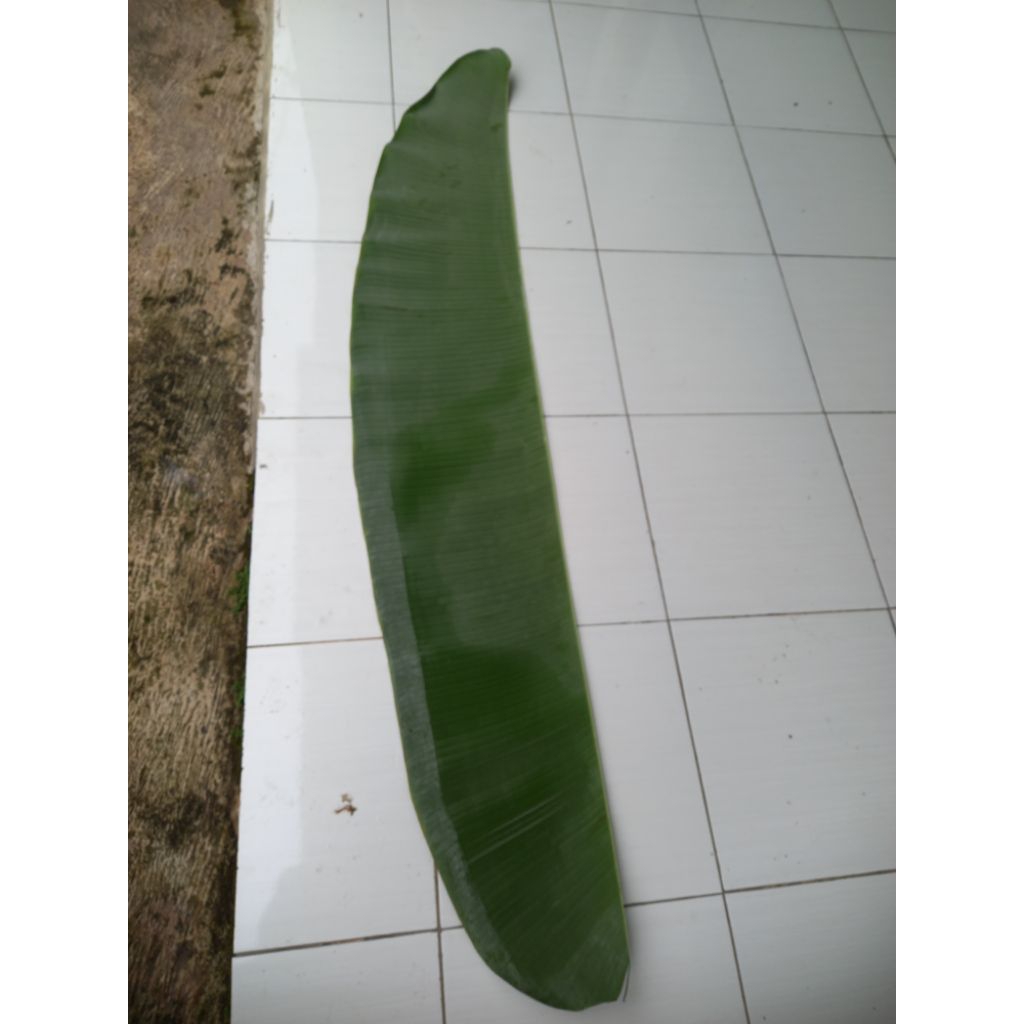 

Daun pisang kelutuk/ pisang batu