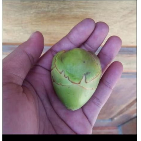 

Beluluk/Baruluk/biruluk/ pentil kelapa buat obat kutil dan diabetes