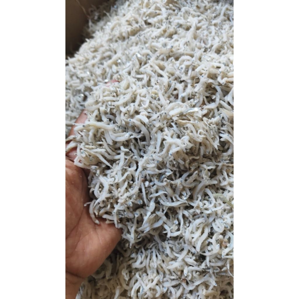 

Teri Medan nasi Bintik