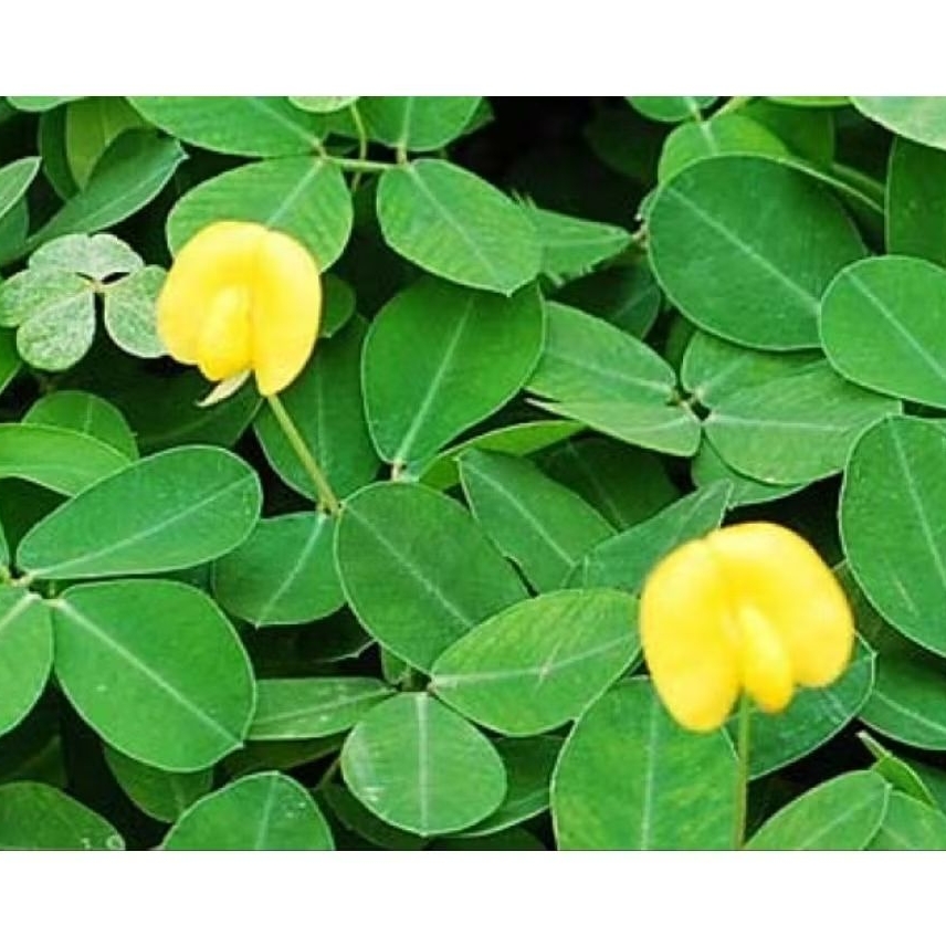 

Daun Landep atau daun kacang kacangan kondisi segar per 250 gram