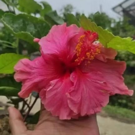 Tanaman Kembang Sepatu Tanaman Bunga Kembang Sepatu