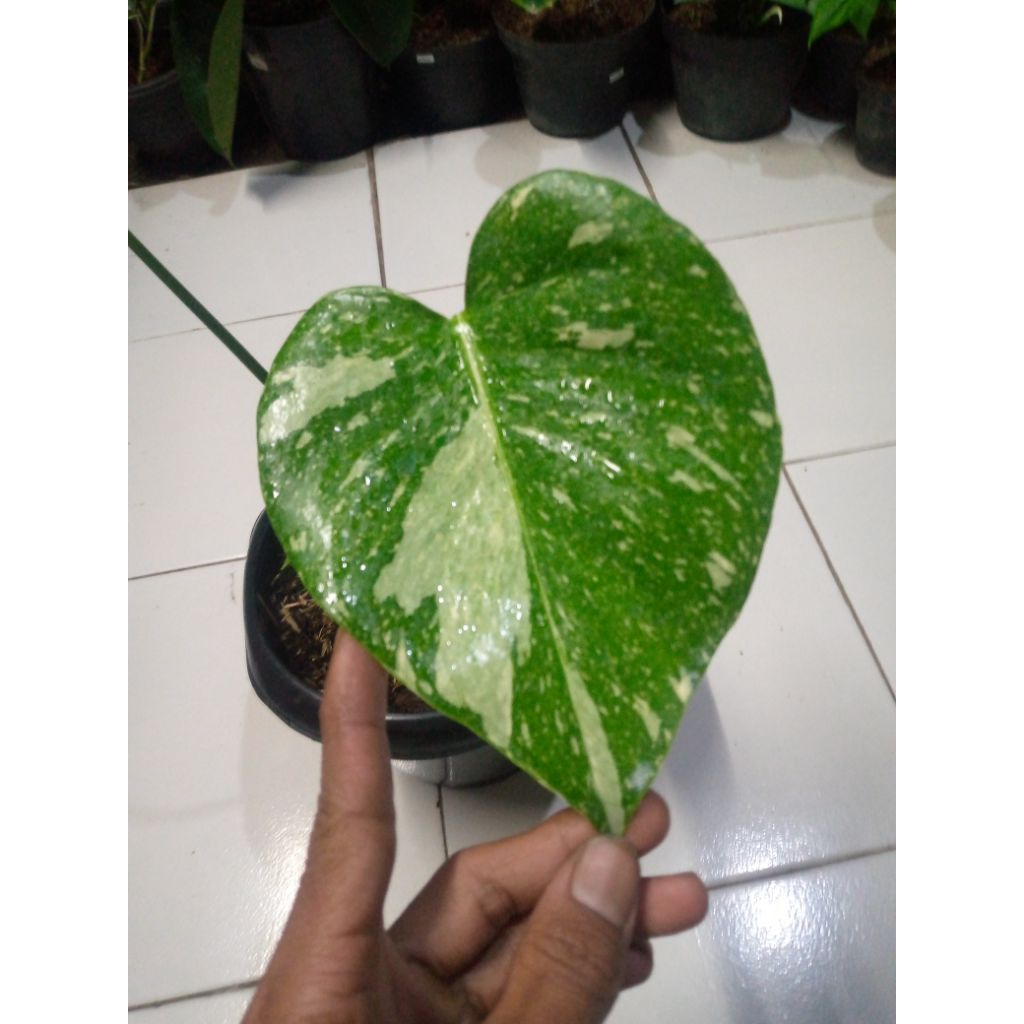 Monthai Monstera Constalation Monstera Thailand