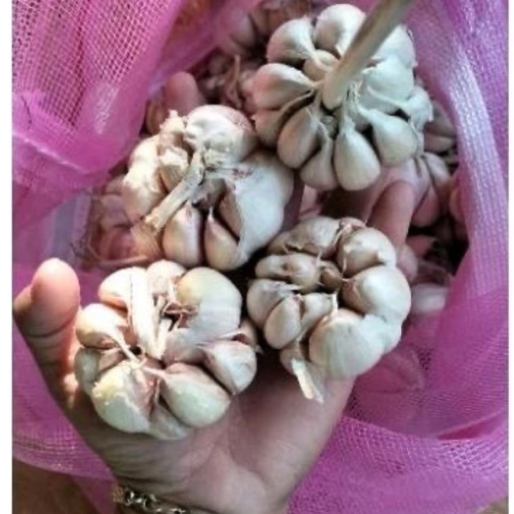 

Bawang Putih 500gram Kualitas super