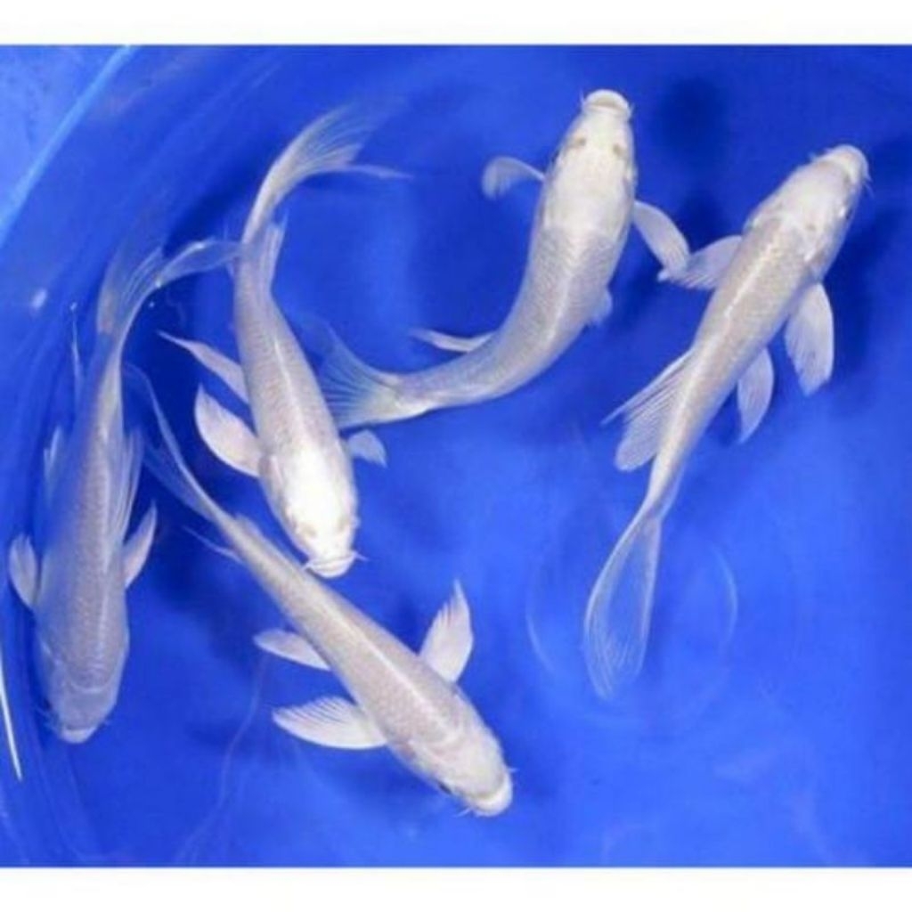 PAKET 5 EKOR KOI PUTIH SLAYER SIZE 10CM