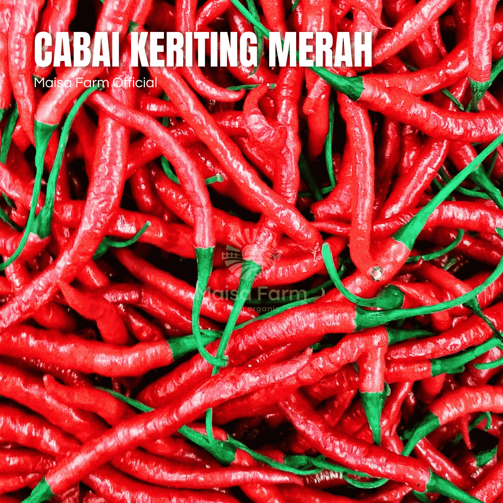 

Maisa Farm Cikarang - Cabe Keriting Merah 100 gram segar