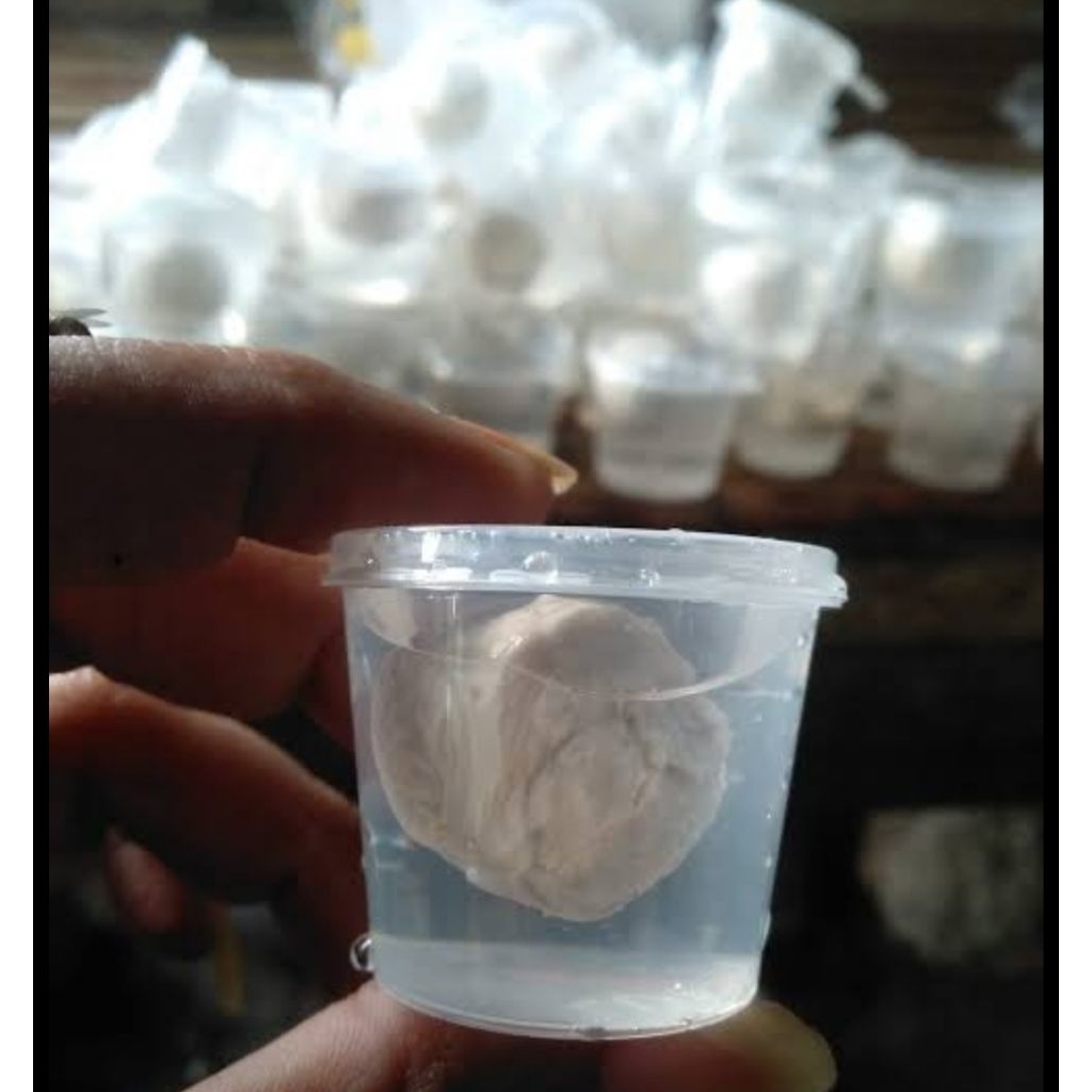 Pulut burung getah bendo pulut jerat pikat