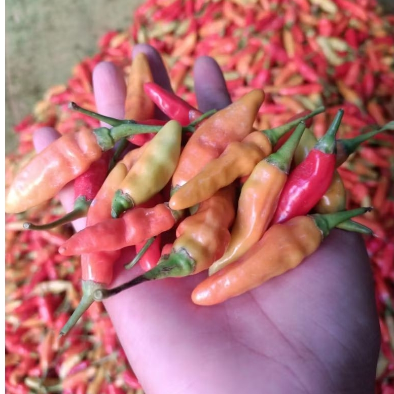 

Cabai/cabe ORI 1kg fresh