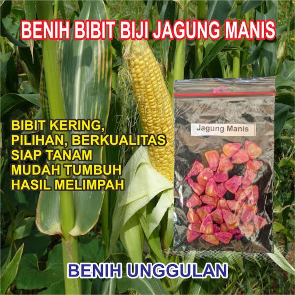 3 Biji benih bibit jagung manis berkualitas tinggi dan cepat tumbuh