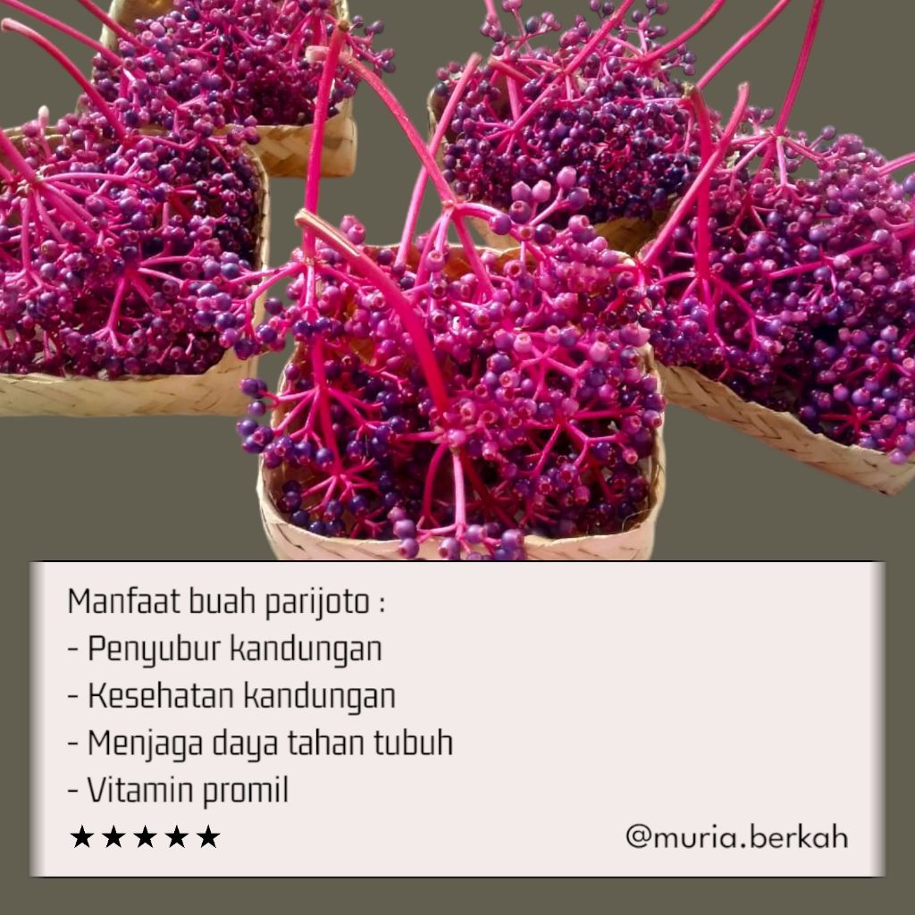 

Parijoto Promil Buah Parijoto Ibu Hamil Tangkai Besar