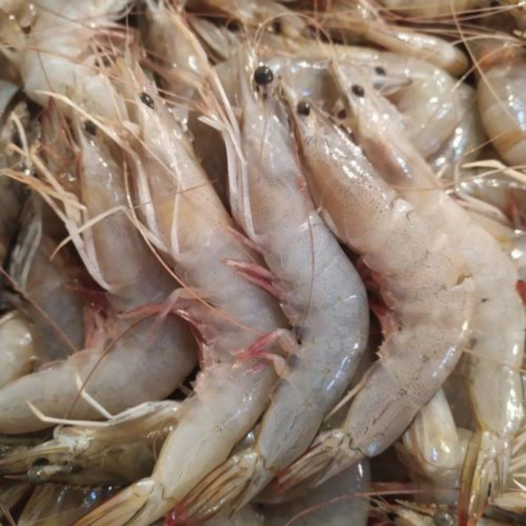 

UDANG LAUT SEGAR SIZE KECIL