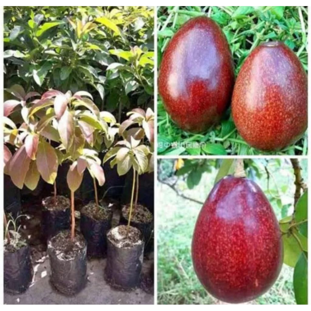 

bibit alpukat red vietnam