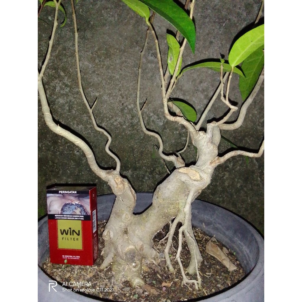 BAHAN BONSAI BERINGIN AMPLAS TANAMAN BONSAI AMPLAS BERKARAKTER